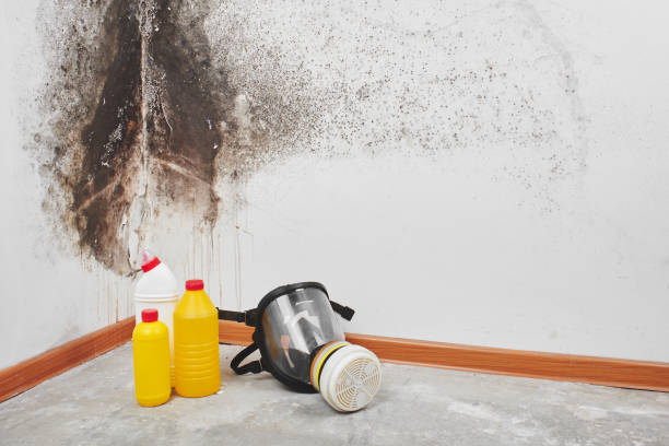 Best Attic Mold Removal  in Drexel Hill, PA