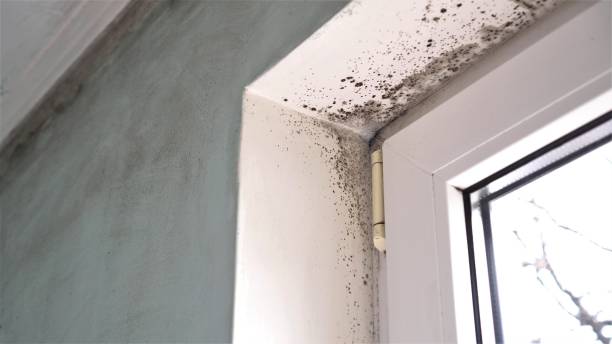 Best Black Mold Removal  in Drexel Hill, PA