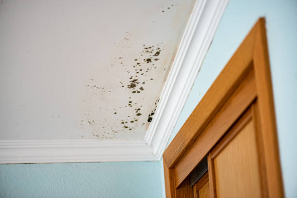 Best Local Mold Removal Service  in Drexel Hill, PA