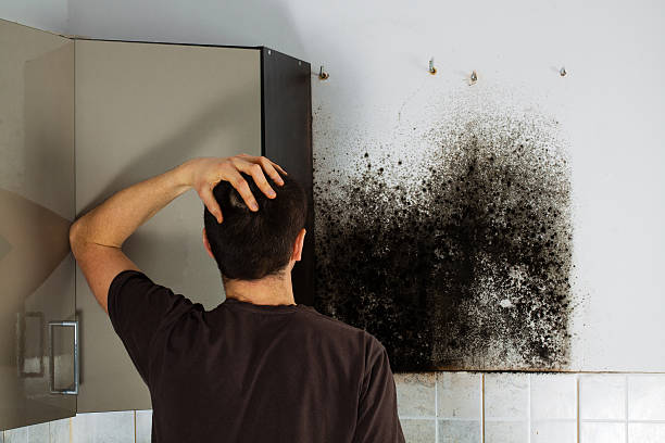 Best Mold Cleaning Services  in Drexel Hill, PA