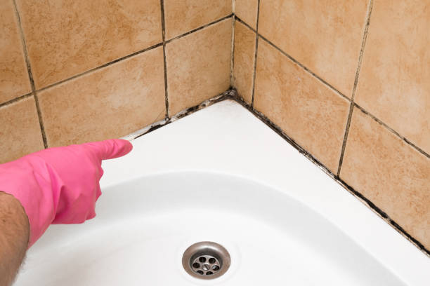 Trusted Drexel Hill, PA Mold Removal Experts